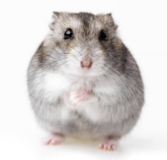 10000000 being with hamster appearance